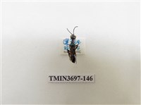 藏品(膜翅目(蜂))的圖片